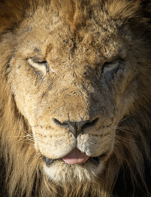 Lion (Panthera leo) poking his tongue out