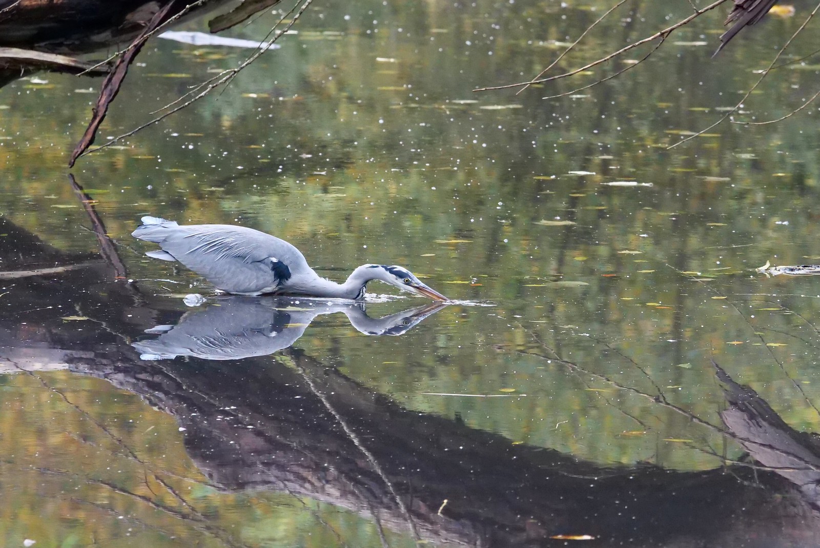 Grey heron / Blauwe reiger (Ardea cinerea)