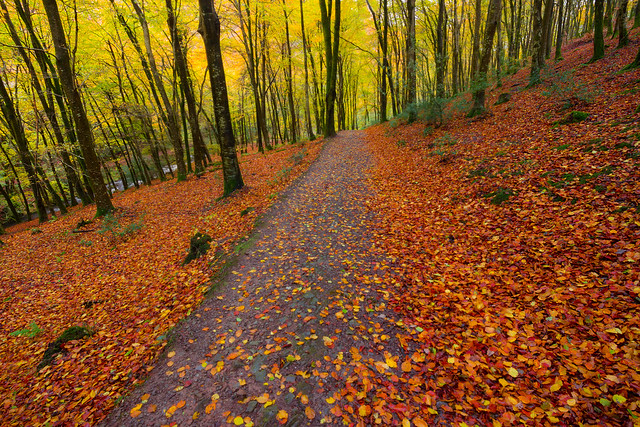 A stroll through autumn