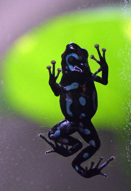 Frog on Glass