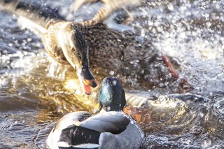ANGRY BIRDS, Mallards at Martin Mere, Burscough, Lancashire.