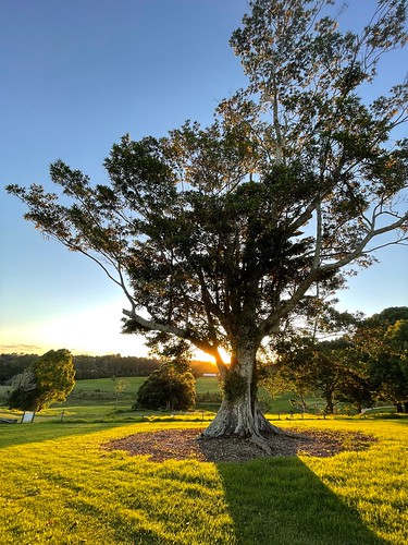 Ficus Sunset