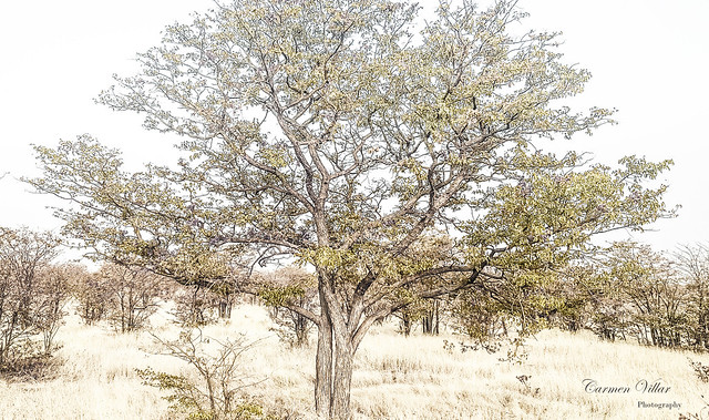 Sabanah Tree