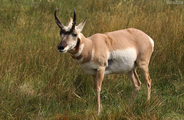 Pronghorn