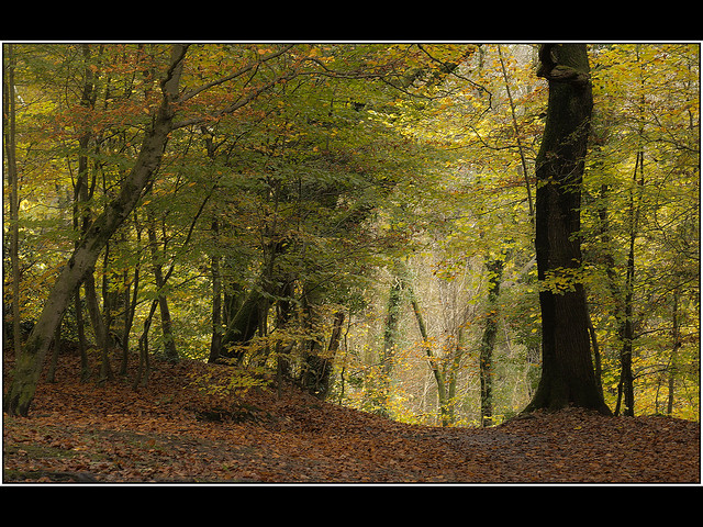 Sunnyhurst Wood (Explore 14th November 2021)