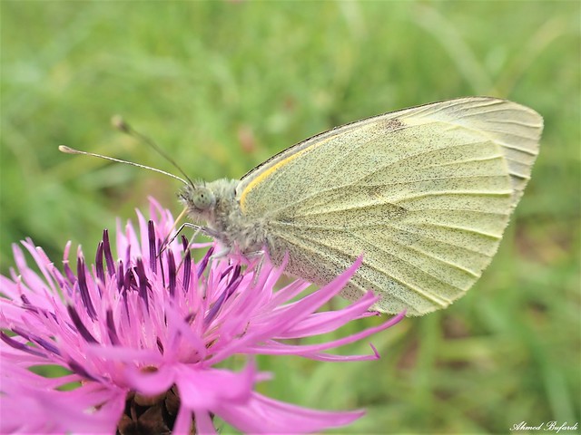 Butterfly 2074 (Pieris brassicae)