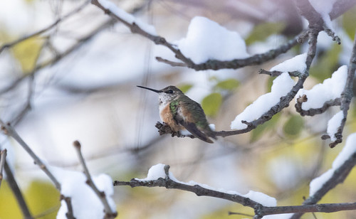 Rufous Hummingbird