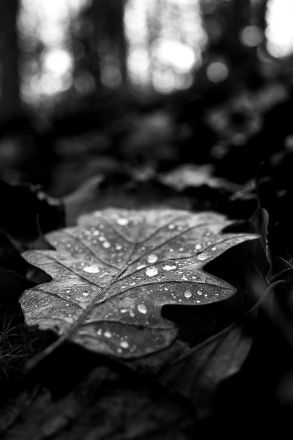 Sparkling leaf on forest floor