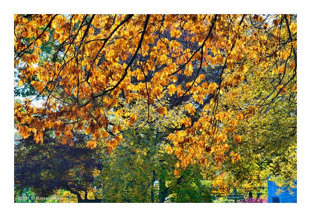 Butternut Autumn Abstract