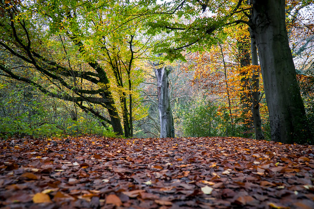 Herbstwald / Autumn Forest