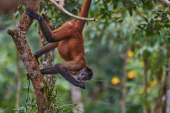Spider monkey. Costa Rica
