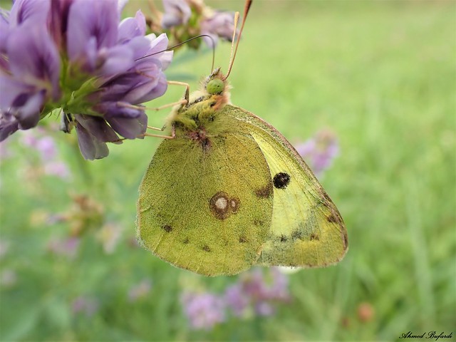 Butterfly 2073 (Colias hyale)