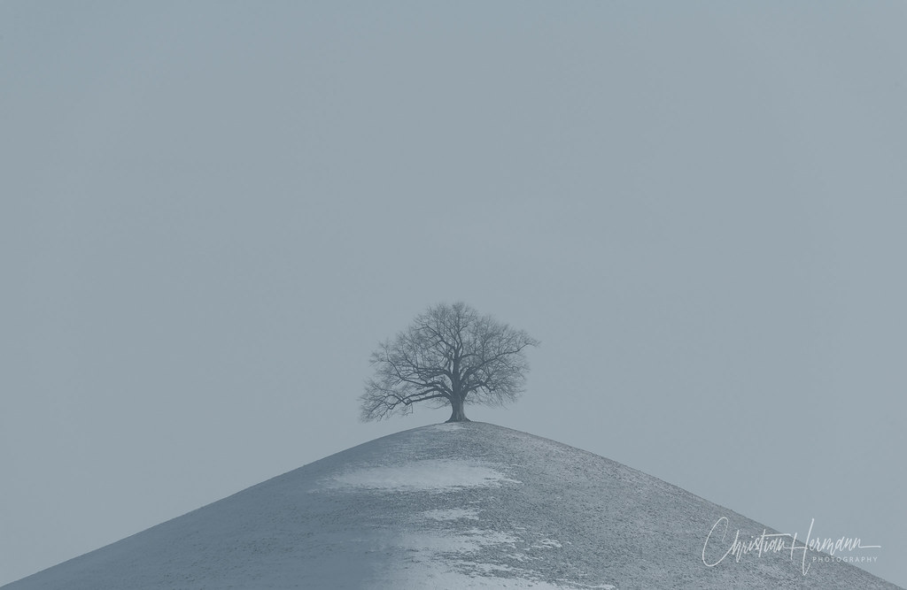 lonely tree, Zugerland, Switzerland