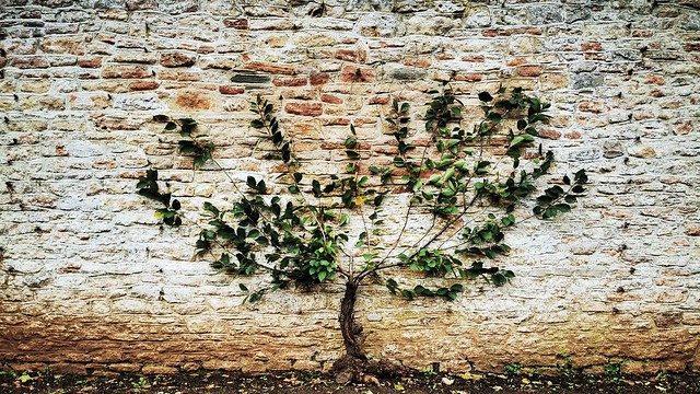 tree on wall (VII)