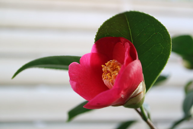 Camellia japonica 'Akaseiôbo'