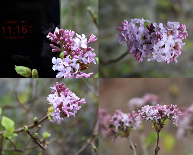 Lilacs Collage