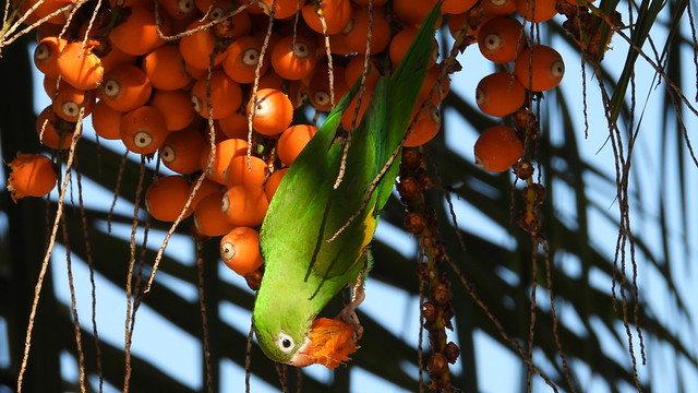 Periquito - Yellow-chevroned Parakeet
