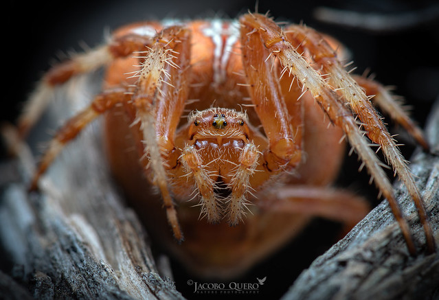 Araña de la cruz/ European garden spider (Araneus pallidus)