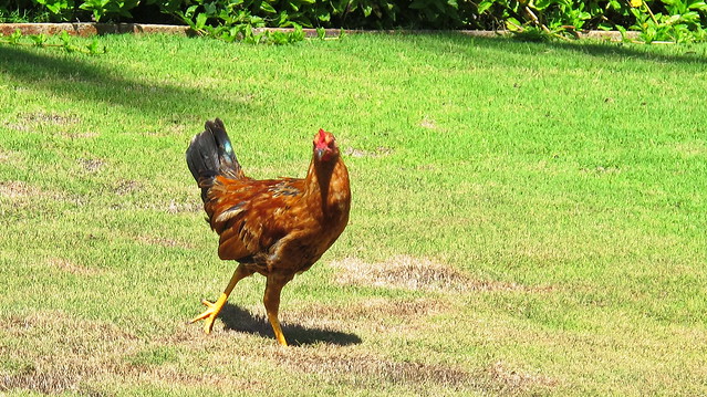 Kauai - badass feral chicken - strutting