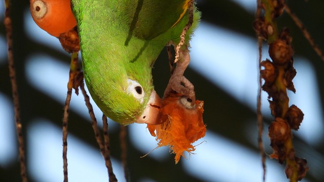 Parakeet Eating Coconut