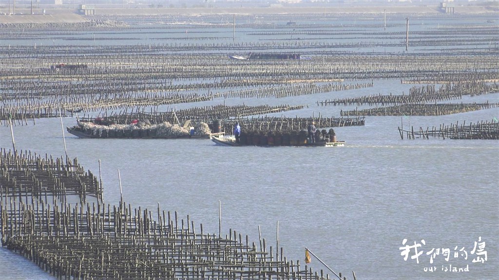東石重要的養蚵產業，都集中在潟湖區域內，一旦建立風機，蚵農擔心會有影響。