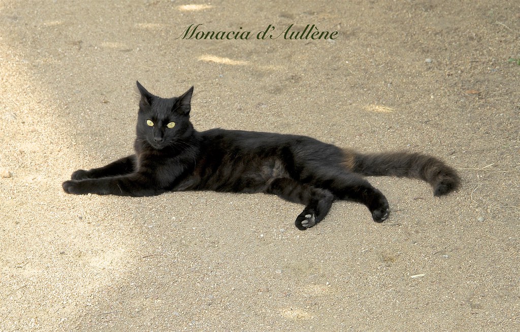 MY NAME is BLACKIE and I AM FROM MONACIA d'AULLENE in SOUTH CORSICA