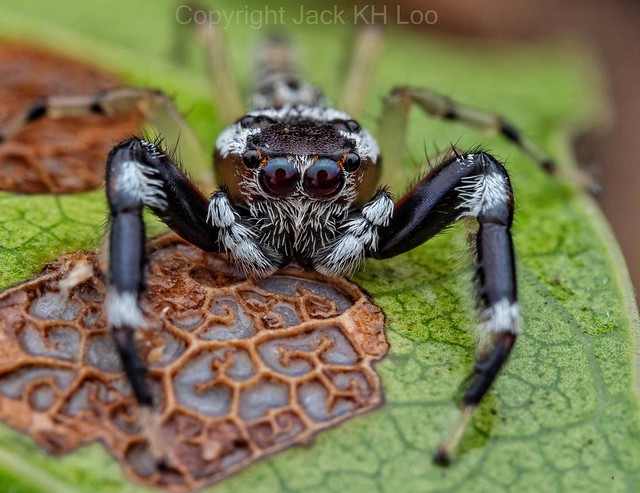 Bavia sp. Jumping spider