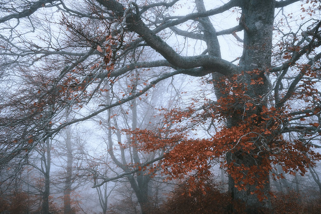 Misty forest #2