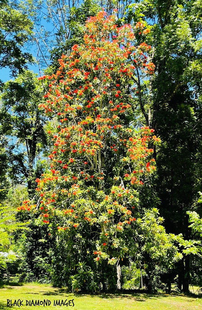 Alloxylon flammeum - Queensland Tree Waratah, Satin Silky Oak, Pink Silky Oak