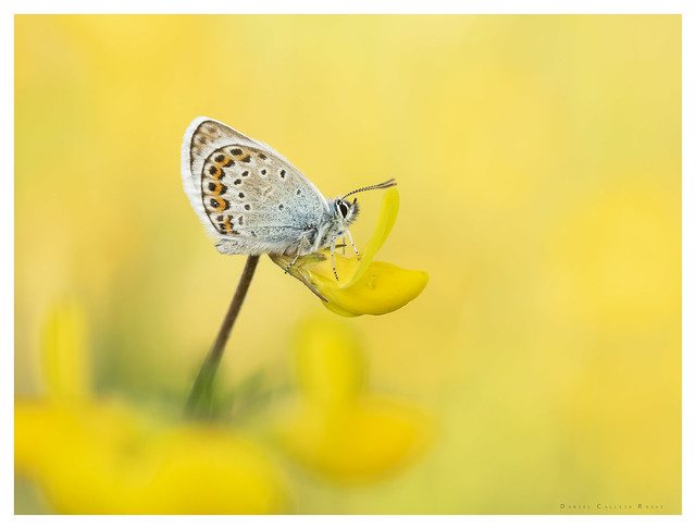 Silver Studded Blue.