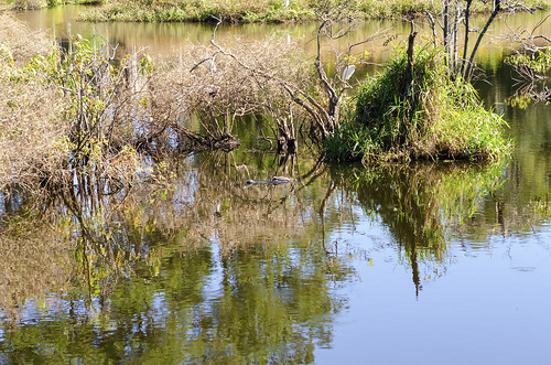 landscape alligator outdoor animals wild pond low country port royal the south carolina