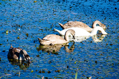 Lake, with swan family, Compton Verney