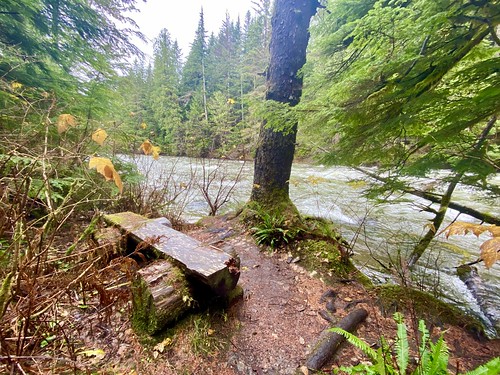 Bench along the South Fork of the Snoqualmie River