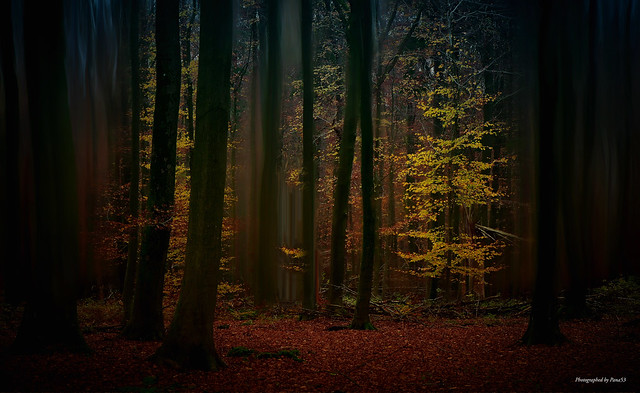 Herbstwald - MyArt