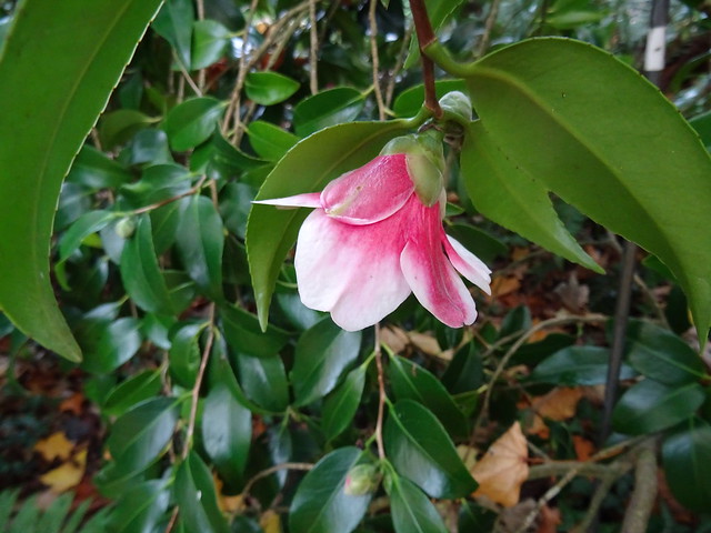Camellia japonica L. 1753 (THEACEAE) 'Tama-No-Ura'.