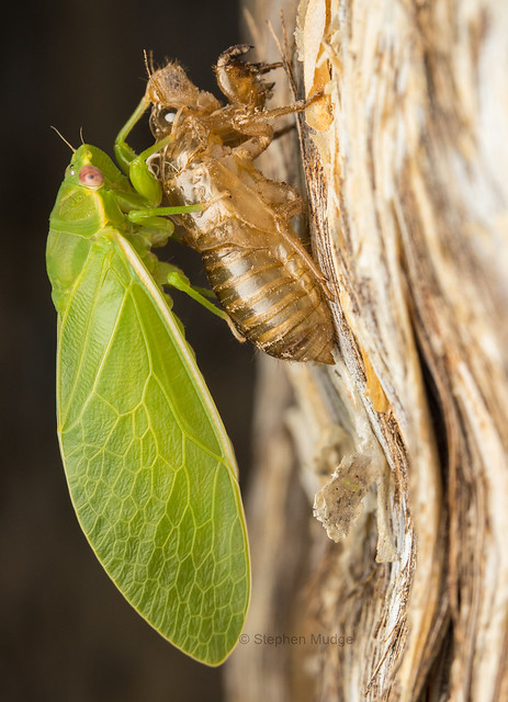 Freshly-emerged cicada on a paperbark tree
