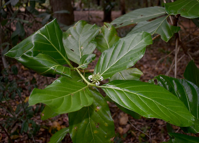 Morinda citrifolia with green ant nest, Pretty Beach, north of Cairns, QLD, 01/11/21