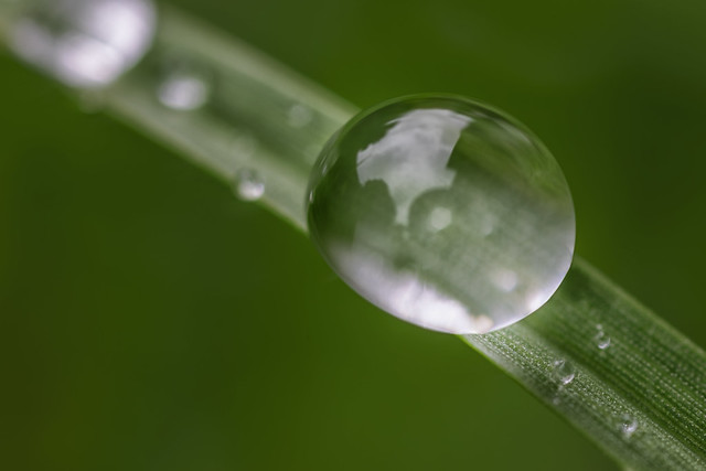 Water drop on blade of grass 2021-11-12 (R5_99A2928)