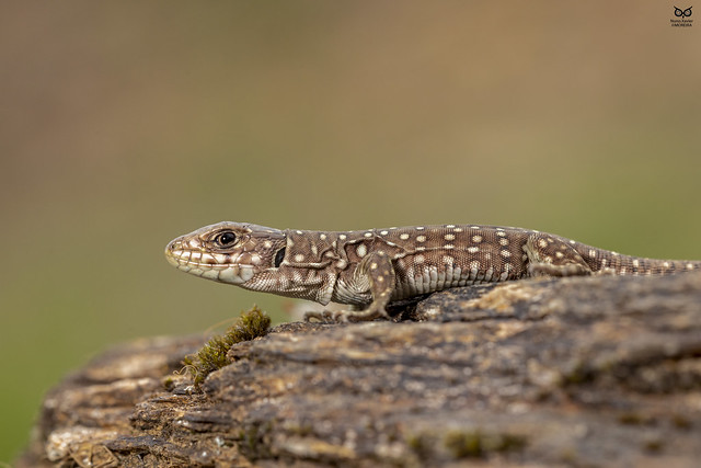 Sardao, ocellated lizard(Timon lepidus)