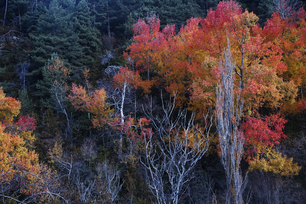 Autumn and Winter trees in a Mediterranean Forest