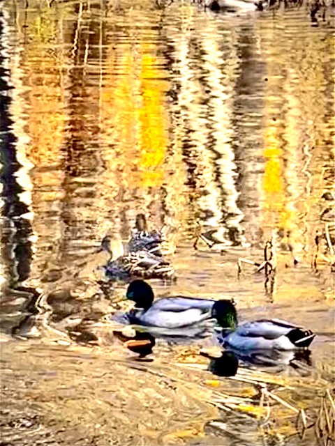 Some ducks with a reflection of the great fall colors on the water.