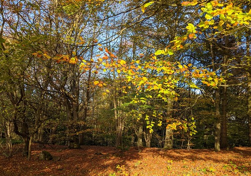 autumn leaves, Balbirnie, Fife, trees