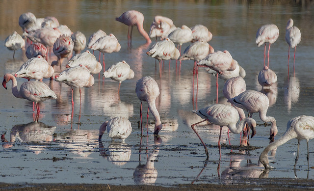 Kleinflamink / Lesser Flamingo
