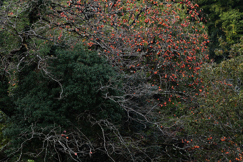A view of persimmon harvest