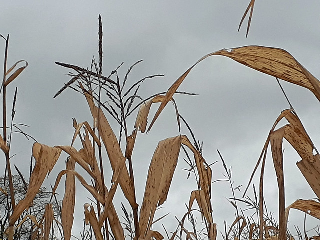 Corn Stalks And Overcast Sky.