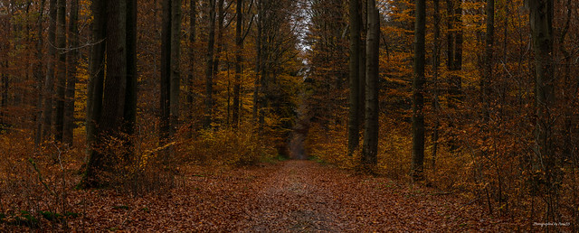 Klecker Wald - Herbstwald