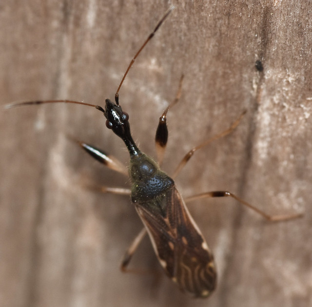 9.9 mm long-necked seed bug