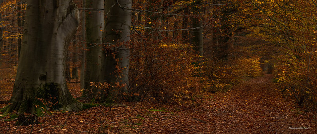 Klecker Wald - Herbstwald (2)