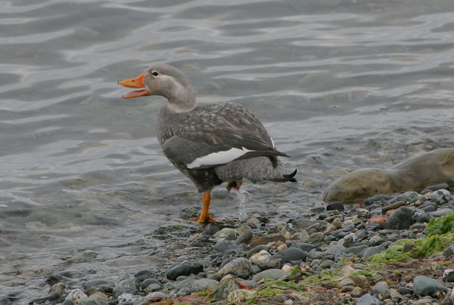 Flying Steamer Duck - Tachyeres patachonicus
