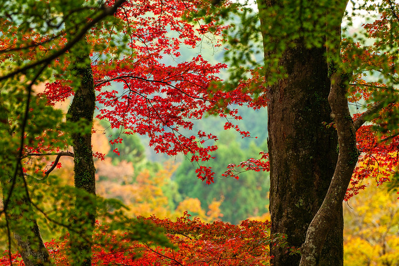 Autumn Colors of Japan